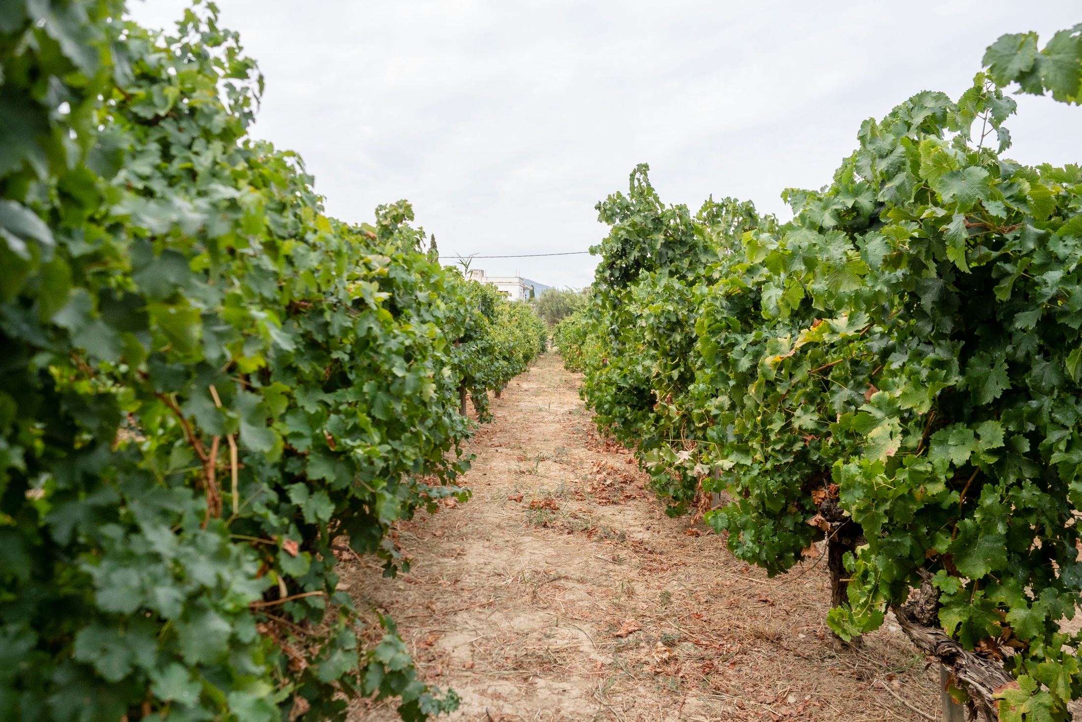 The First Table - Avantis Estate
