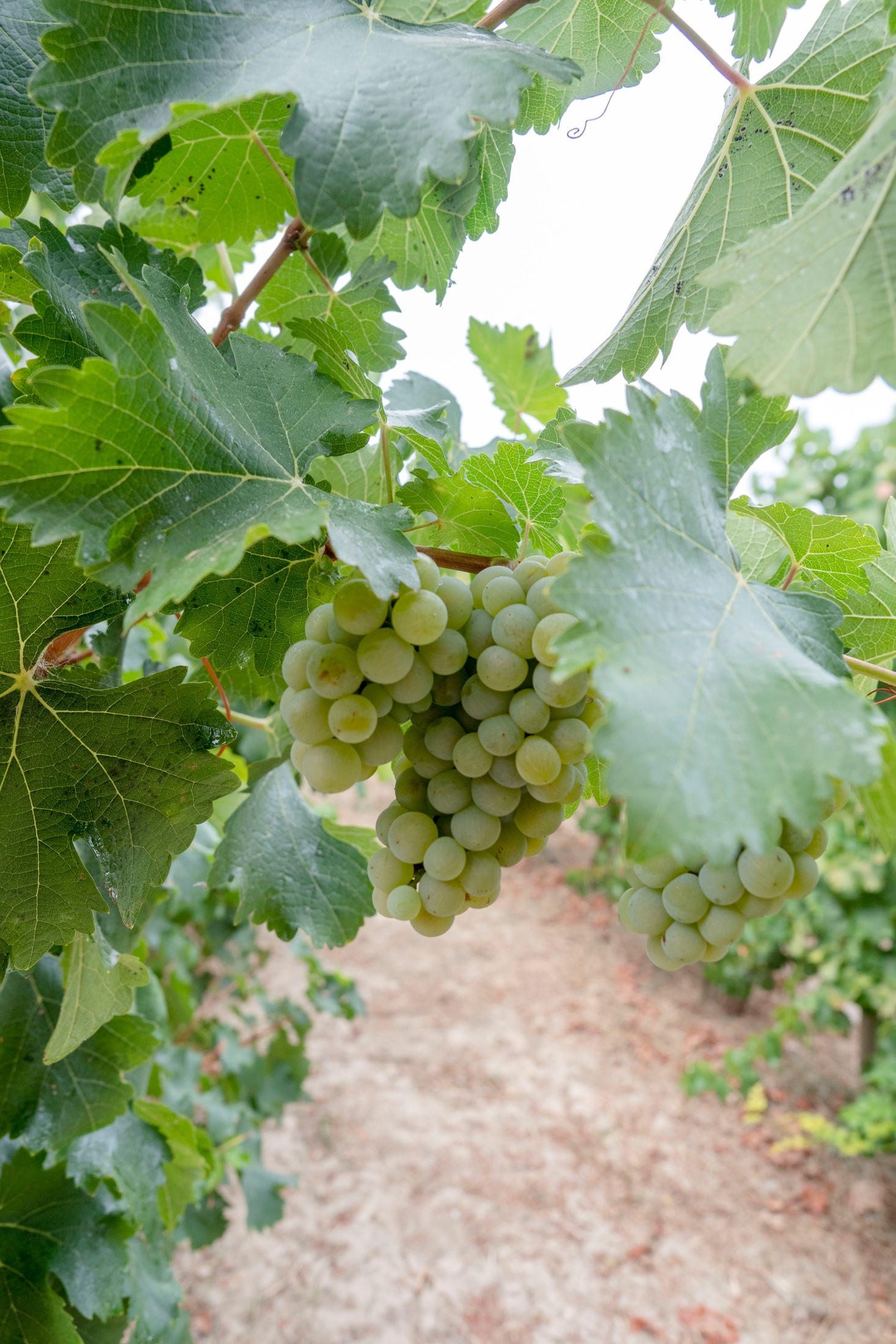 The First Table - Avantis Estate